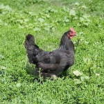 Justaman's "Black Hen"